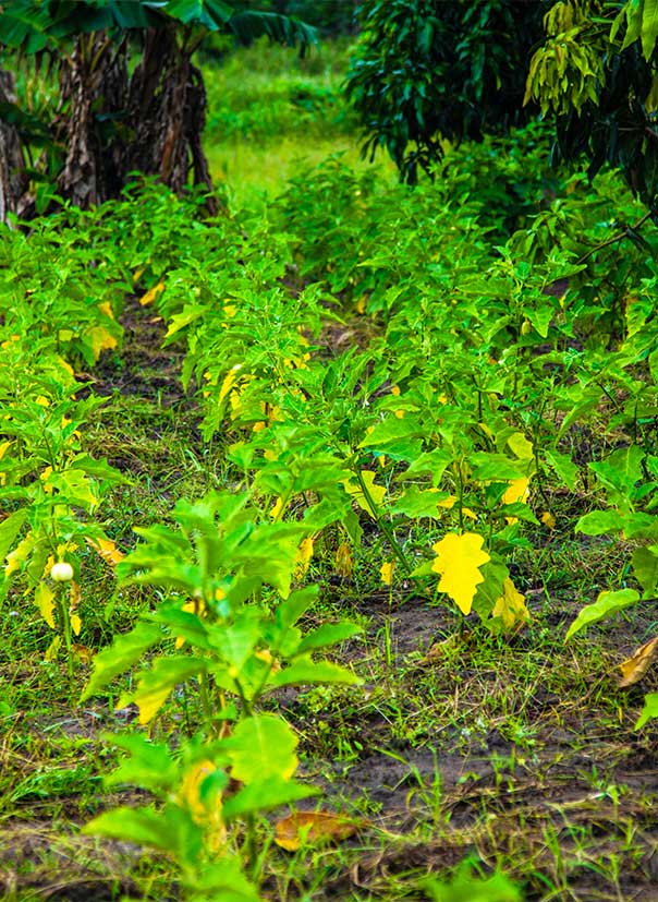 COME FARMS Ghanaian cassava field